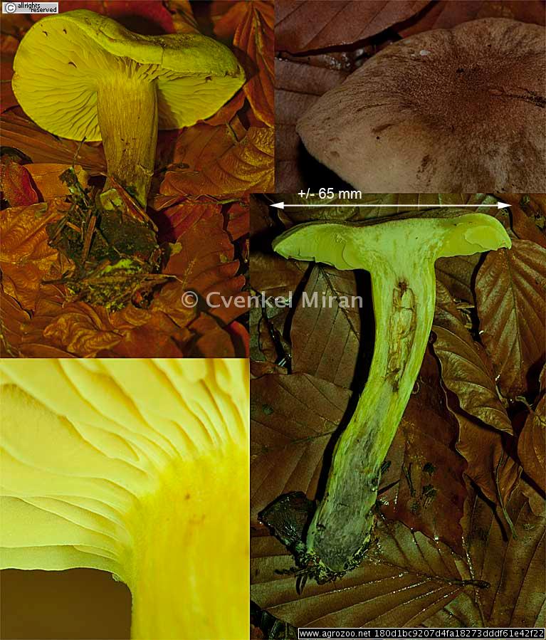 Tricholoma bufonium, Krastačja kolobarnica