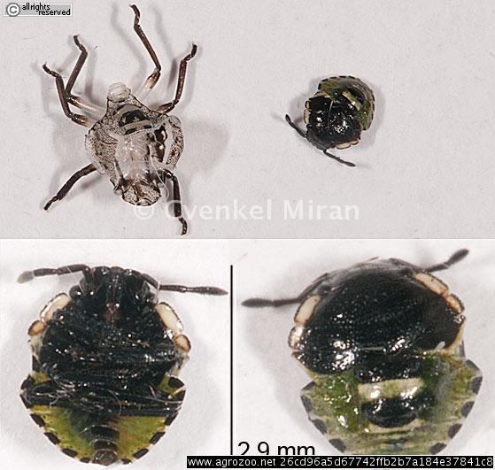 Palomena prasina, Green shield bug