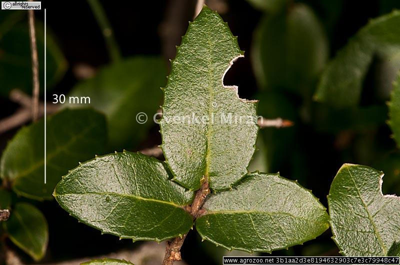 Phillyrea latifolia, Broad leaved phillyrea