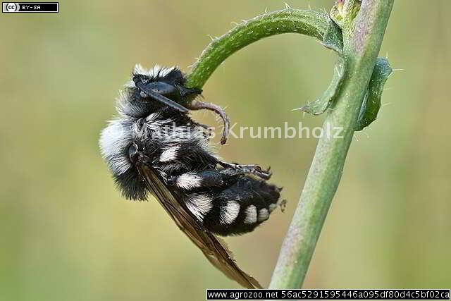 Melecta luctuosa, Belolisasta kukavičja čebela