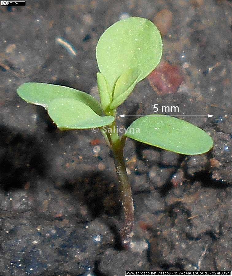 Euphorbia peplus, Vrtni mleček