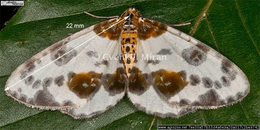 Abraxas (calospilos) sylvata, Clouded magpie moth