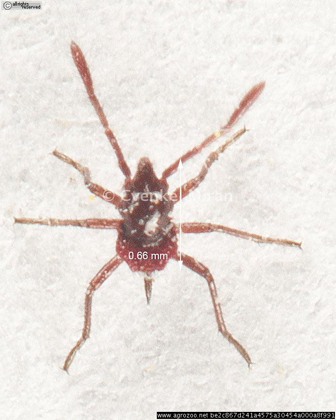Liorhyssus hyalinus, Hyaline grass bug