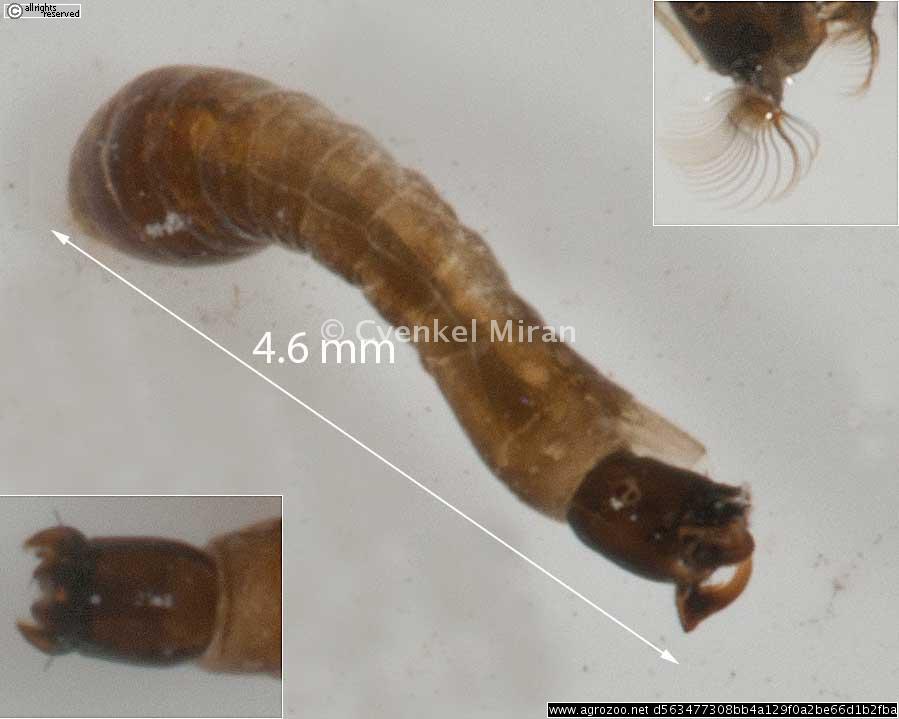 Simuliidae, Črne mušice