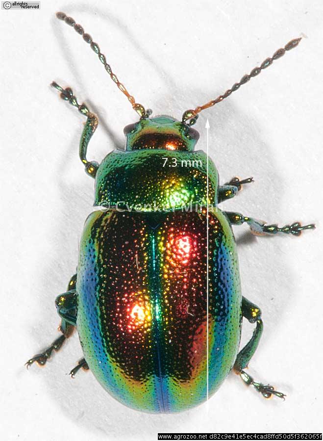 Chrysolina (fastuolina) fastuosa, Dead nettle leaf beetle