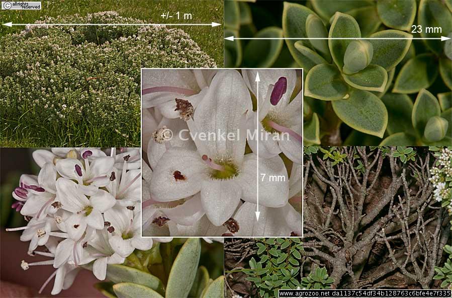 Veronica pinguifolia, disk-leaved hebe