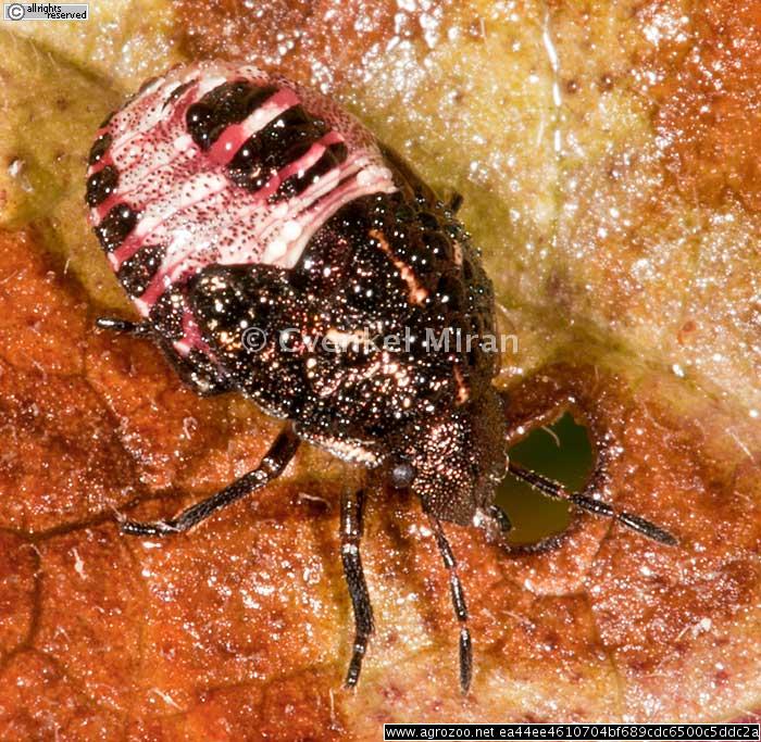 Dolycoris baccarum, Sloe bug